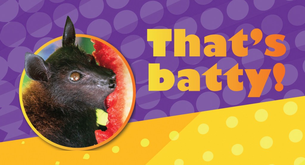 That’s batty